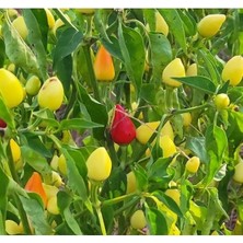 MarkEntegra Yuvarlak Süs Biber Tohumu - 3 Gram