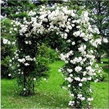 MarkEntegra Dashing Look Nadir Ithal Yediveren Beyaz Sarmaşık Gül Tohumu 5 Tohum TH-877796320216