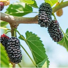 MarkEntegra Aromatik Yediveren Avustralya Dut Fidanı, Yüksek Verim