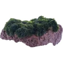 MarkEntegra Marimo Moss Rock Canlı Bitki