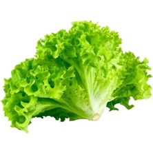 MarkEntegra Çoklu Tohum Kıvırcık Marul - 5 Gram