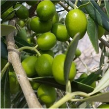 MarkEntegra Şili Menşei Frantoio Zeytini Fidanı, Özel Üretim, Sağlıklı Fidan