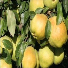 MarkEntegra Aşılı Deveci Armut Fidanı, Çok Iri Meyveli, Sağlıklı