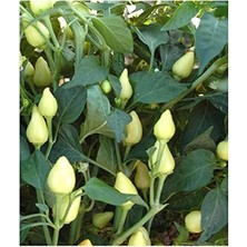 MarkEntegra 100 Adet Yerli Doğal Badem Biberi Tohumu Seti