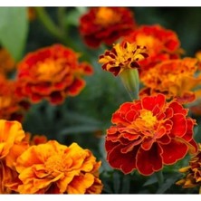 MarkEntegra Karışık Renkli Kadife Ufak Kafa Tohum Seti - 200 Adet