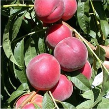 MarkEntegra Tüplü Aşılı Tam Bodur Red Elegant Şeftali Fidanı, Verimli Üretim Için