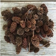 MarkEntegra Doğal Kızılağaç Kozalağı 25 Adet - Akvaryum Için