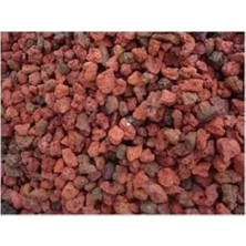 MarkEntegra Tüplü Siyah Lop Incir Fidanı, Nadir Çeşit Özel Ürün