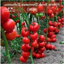 MarkEntegra Hibrit Sırık Domates Tohumu Işık 10 Adet F1 Hibrit Domates Tohumu