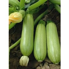 MarkEntegra 20 Adet Doğal Sakız Tipi Dolmalık Kabak Tohumu