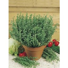 MarkEntegra Doğal Anadolu Dağ Kekiği Tohumu, 1000 Adet