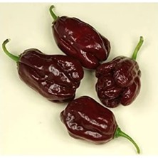 MarkEntegra Kahverengi Habanora Acı Biber Tohumu, 20 Adet