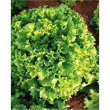 MarkEntegra Yerli Kıvırcık Marul Tohumu, 1000 Adet Paket