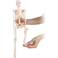 Cekar Store Insan Iskelet Modeli 45 cm (Insan Iskelet Maketi)