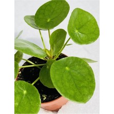 Pilea Peperomioides Çin Para Ev Bitkisi 8.5cm Saksıda -Pilea Bitkisi