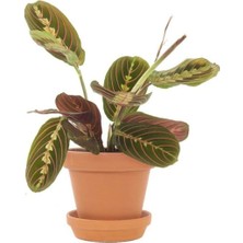 Dua Çiçeği Maranta 30 cm - Ezan Çiçeği Olarak Bilir Kalatya