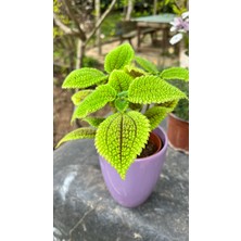 Sukulent İstanbul Pilea Moon Valley (Ithal) 8,5cm