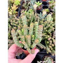 Crassula Perforata ( Kolye Sukukent) 5,5 cm Üretim Saksısında