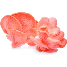 Pembe Istiridye Mantar Tohumu 100 Gram