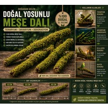 Macc Doğal Canlı Yosunlu Meşe Dalı Dekoratif Dal Teraryum Akvaryum Kafes Için 15-30-45 cm