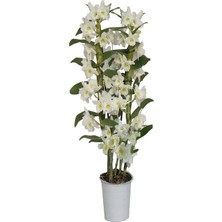 İlkadım Botanik 3 (Üç) Dallı Bol Çiçekli Dendrobium Orkide (Bambu Orkide) Ithal 65-70 cm