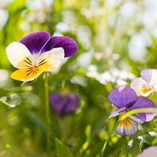 Daisy Home Weleda Skin Body Butter Organik Vücut Bakım Kremi 150 ml