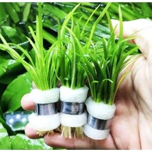Cekar Store Sagittaria Subulata 1 Bağ 2-4 Kök Akvaryum Zemin Bitkisi Canlı Akvaryum Bitkisi