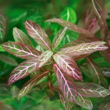 Cekar Store Hygrophila Polysperma Rosanervig Kolay Akvaryum Zemin Bitkisi Canlı Akvaryum Bitkisi