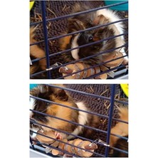Cekar Store Hamster ve Tavşan Çiğneme Oyuncağı - Doğal Ahşap Sopa