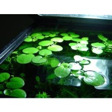 Cekar Store Frogbit Su Üstü Bitkisi 1 Adet Akvaryum Bitkisi Havuz Bitkisi