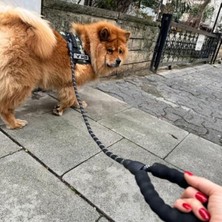 Cekar Store Köpek Gezdirme Ipi Küçük Orta Büyük Irk Köpekler Için 125 cm Sevk Tasma Kayışı (Reflektörlü)