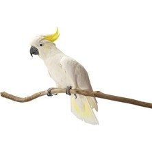 Cekar Store Ipek Değirmen Karışık Papağan Yemi, 5 Kg, Tasarruf Boy