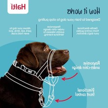 Cekar Store Şirket Hayvanlarının  Köpek Halter, Boyut 2 (35-48 Cm), Siyah