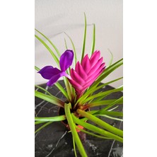 Avşar Çiçekçilik Hava Çiçeği ( Tillandsia Cyanea )