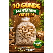 Vega Istiridye Mantarı Yetiştirme Kiti