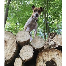 Cekar Store Max & Molly Urban Pets Original Serisi Akıllı Künyeli Köpek Boyun Tasması (L, Etnik)