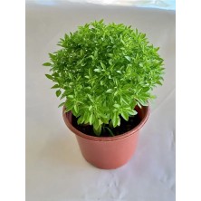 The Best Online Thebestonline Kokulu Canlı Fesleğen Bitkisi