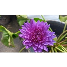5 Adet Lotus Tohumu – Nilüfer Su Bitkisi Tohumu, Bahçe ve Süs Havuzu Için Egzotik Çiçek, Kolay Yetişen Akvaryum ve Dekoratif Bitki