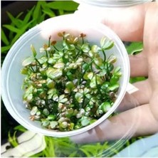 Marsilea Hirsuta In Vitro Canlı Bitki