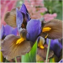 Golden Beauty Iris Süsen Karışık Renkli Soğanı 20 Adet