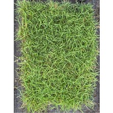 Zoysia Japonica Çim Fidesi