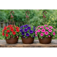 Fideiste Askılı Saksıda Petunya Çiçeği – Sarkan Canlı Petunya (Renkli / Alacalı / Düz)
