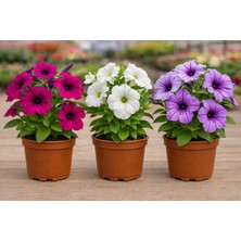 Fideiste Tekli Petunya Çiçeği – Canlı, Sarkan ve Bol Çiçekli Petunia | Askılı / Üretim Saksıda (Düz Renk & Alacalı Seçenekler)