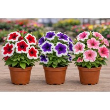 Fideiste 2’li Petunya Çiçeği – Canlı, Sarkan ve Bol Çiçekli Petunia | Balkon & Bahçe Için (Karışık Renk / Alacalı Seçenekli