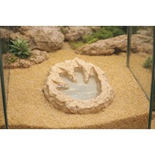 Dinozor Ayak Izi Sürüngen Su Kabı