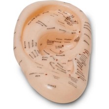 Siv Ticaret Akupunktur Kulak Modeli