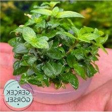 Cekar Store Staurogyne Repens Cup In Vitro Canlı Bitki