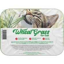 Atlas Vet Premıum Kedi Çimi Fileli Wheat Grass For Cats