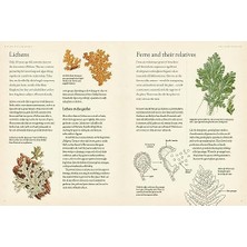 Mabeyn Rhs Botany For Gardeners: The Art And Science Of Gardening Explained & Explored