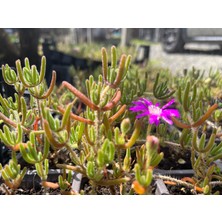 Yerörtücü Acem Halısı / Asteriks Çiçeği